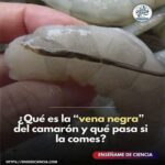 La Vena Negra del Camarón: ¿Qué Es y Qué Implicaciones Tiene al Comerla?