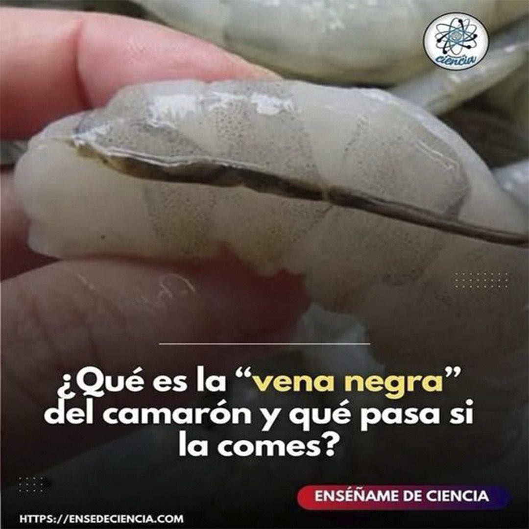 Vena negra del camarón