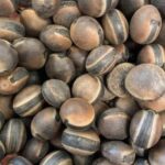 Los Secretos del Guaraná: Un Fruto que Combate el Cáncer
