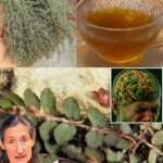 Descubre Cómo las Nueces Pueden Ayudar a tu Salud: Un Remedio Natural Inesperado
