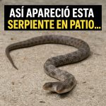 La Insólita Aparición de una Serpiente de Dos Cabezas en el Patio: Un Fenómeno Natural Fascinante