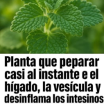 Descubre la Planta Mágica para Limpiar el Hígado y Desinflamar Intestinos