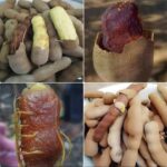 Descubre las Maravillas del Tamarindo: Sabor y Salud en Cada Vaina