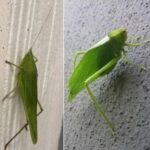 El Insecto que se Pareciera una Hoja: Un Aviso de Vida en Tu Hogar