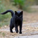 Los Mitos y Realidades sobre el Gato Negro en la Salud Natural