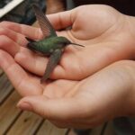 El Significado del Colibrí en Nuestra Vida: Un Mensajero de Energía y Salud