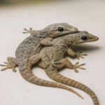 ¿Qué Significa Ver Geckos en Tu Hogar? Descubre su Mensaje Oculto