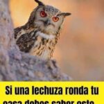 ¿Qué Significa Que una Lechuza Ronde Tu Casa?