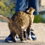 El Lenguaje Secreto de los Gatos: ¿Por Qué se Frotan Contigo?
