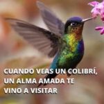 La Magia de los Colibríes: Mensajeros del Alma y la Naturaleza