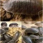Bichos Bolita: Mensajeros de la Naturaleza en Tu Hogar