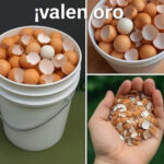 No Deseches Más las Cáscaras de Huevo: ¡Valen Oro!