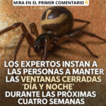 Cierra las Ventanas: Cómo Proteger Tu Hogar de Arañas Peligrosas