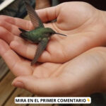 El Significado de la Llegada de un Colibrí a Tu Hogar