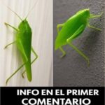 La Maravilla de los Insectos Hoja: Un Vistazo a la Naturaleza