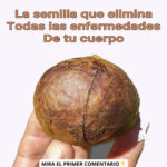 Descubre las Sorprendentes Propiedades de la Semilla de Aguacate para la Salud
