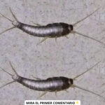 ¡Cuidado con el Pececillo de Plata! Cómo Controlarlo con Remedios Caseros