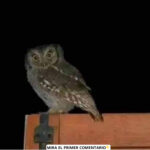Las Lechuzas: Guardianes de la Noche y su Relación con la Naturaleza