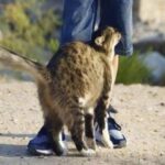 ¿Por qué mi gato se frota contra mí? Descubre las razones y beneficios