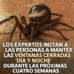 Cierra las Ventanas: Precauciones Contra Arañas Peligrosas