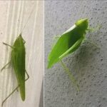 El Fascinante Mundo del Camuflaje: Una Mirada a la Naturaleza