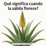 ¿Qué Significa Cuando la Sábila Florece? Significado y Beneficios