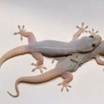 El Gecko en Tu Hogar – Significado y Beneficios Para Tu Salud