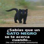 ¿Por Qué Un Gato Negro Se Te Acerca? Mitos y Curiosidades