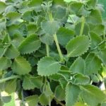 Descubre los Beneficios del Orégano Cubano: La Planta Mágica de la Salud