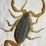 Remedios Naturales para Repeler Alacranes y Escorpiones