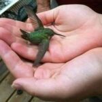 El Colibrí: Mensajero de Buena Suerte y Su Significado Espiritual