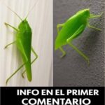 El Fascinante Mundo del Camuflaje Natural de Insectos