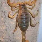 El Alacrán: Un Mensajero de Sabiduría Natural