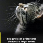 Gatos: Protectores Energéticos de Nuestro Hogar