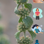 Descubre el Marrubio: Un Tesoro Natural para Tu Salud