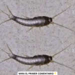 Pececillos de Plata: Lo que Debes Saber y Cómo Mantener tu Hogar Seguro