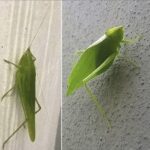 Descubriendo los Beneficios del Camuflaje Natural: El Saltamontes Hoja