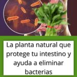 Asesinos de Bacterias: Protege tu Intestino con Esta Planta Natural