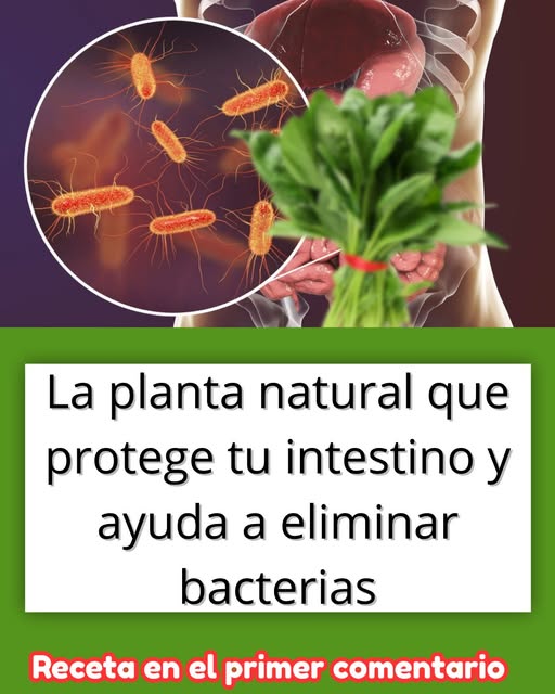 Salud intestinal