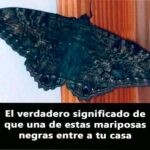 El Significado Oculto de las Mariposas Negras en Tu Hogar