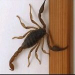 Descubre los Alacranes: Curiosidades, Salud y Remedios Naturales
