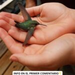 El Significado Espiritual de la Visita de un Colibrí a Tu Hogar