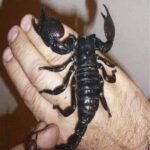 Consecuencias y Primeros Auxilios Tras una Picadura de Escorpión