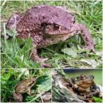 El Sapo: Un Mensajero de la Naturaleza en Tu Hogar