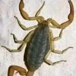 ¿Qué significa la llegada de un Alacrán? Advertencias y remedios naturales