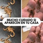 La Presencia de Escorpiones en Casa: Causas y Remedios Naturales