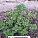 Beneficios de la Ortiga: Un Tesoro Natural para la Salud
