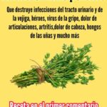 La Hierba Más Potente para Tratar Diversas Condiciones de Salud