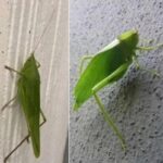 El Insecto Camuflado: Una Lección de Naturaleza y Remedios Naturales