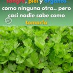 Planta Maravillosa: Limpia Sangre, Piel y Órganos Naturales